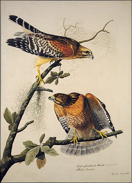 [Red-shouldered_Hawk_056.jpg]
