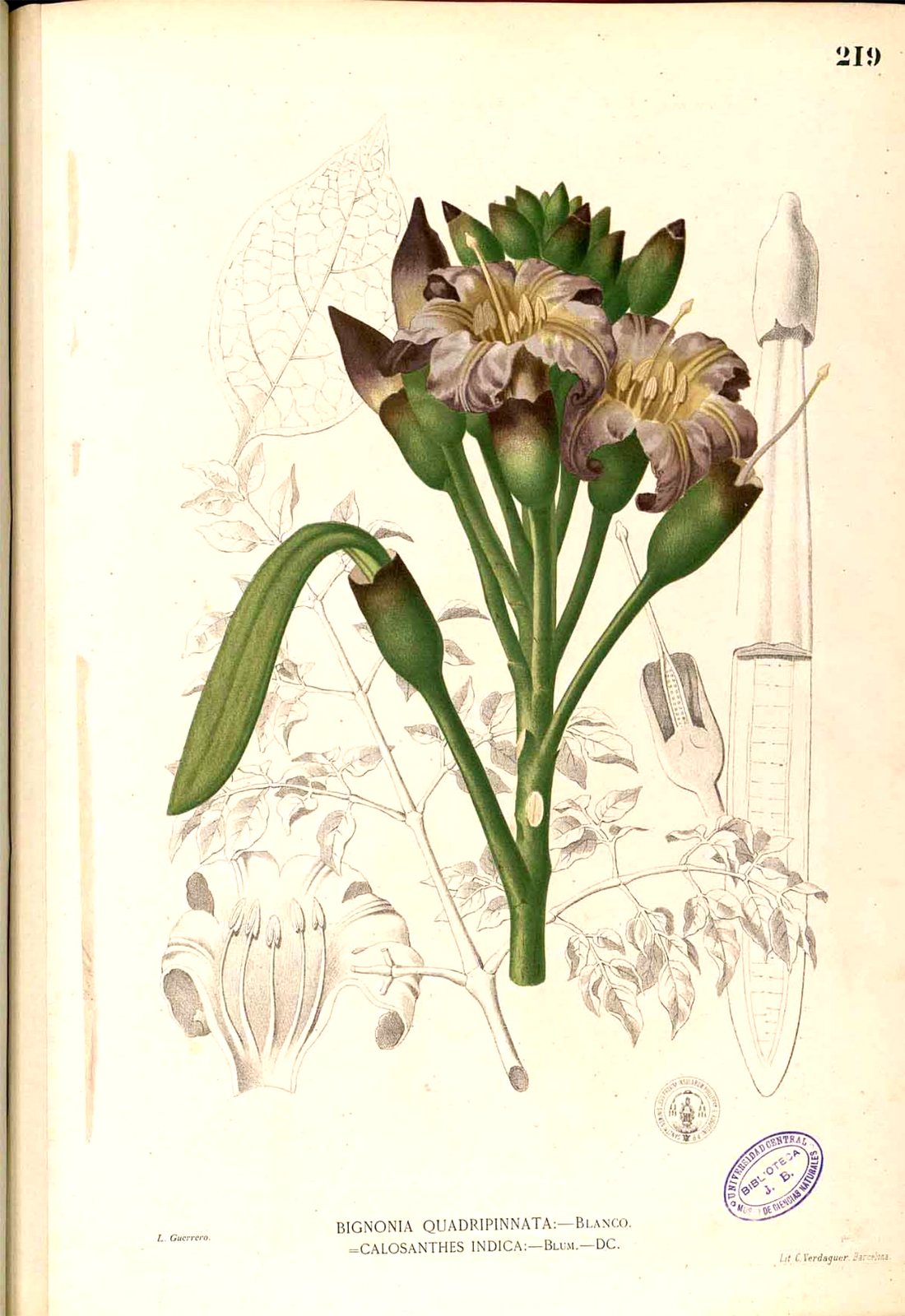 [Oroxylum_indicum_Blanco1_219.png]