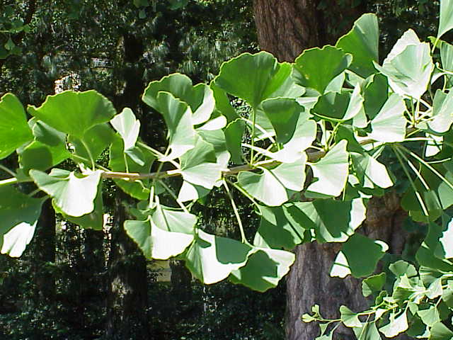 [Gingko_biloba1.jpg]