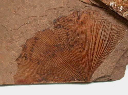 [Ginkgo_adiantoides.jpg]