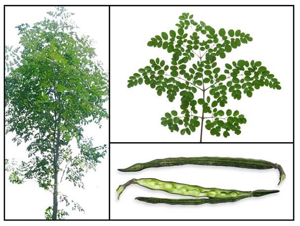 [moringa1.jpg]