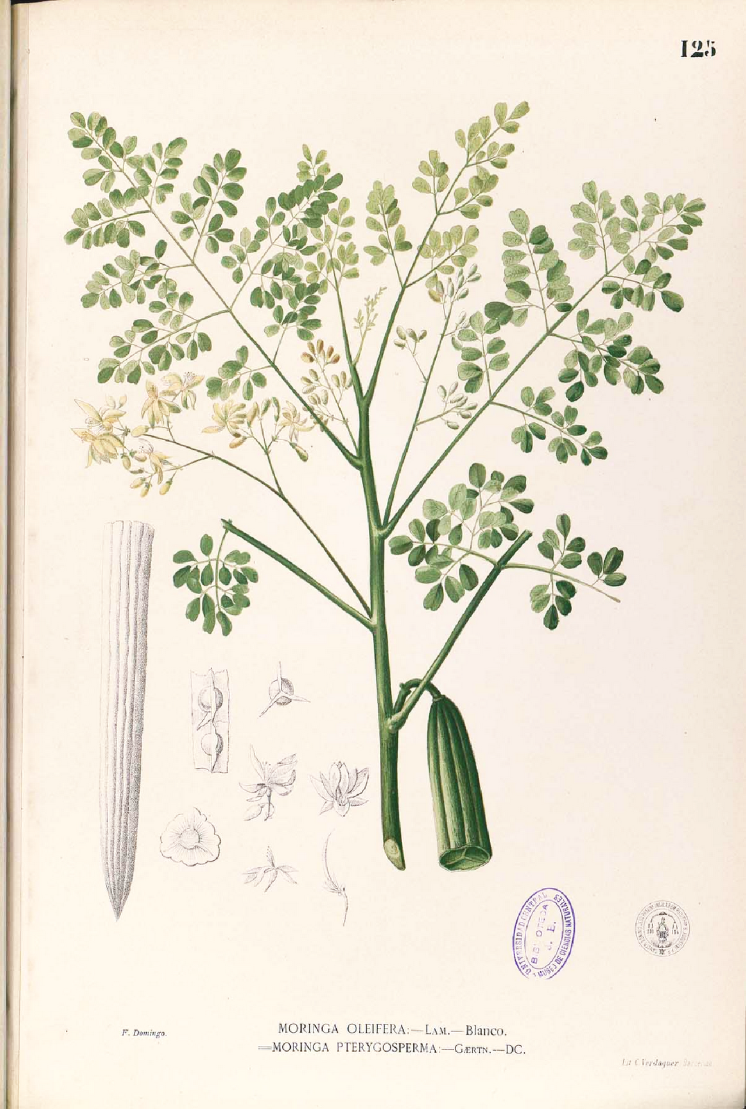 [Moringa_oleifera_Blanco1_125.png]