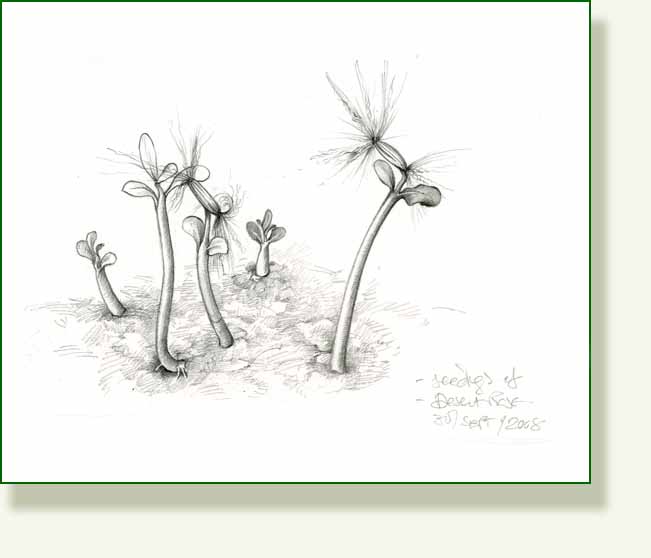 [desertrose+seedlings.jpg]