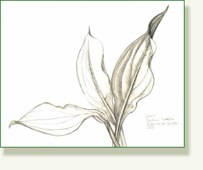 [sag+leaves.jpg]