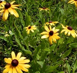 [rudbeckiahirt.jpg]