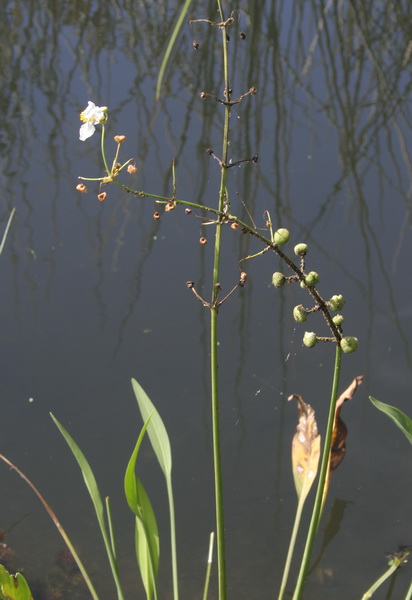 [plant+2.jpg]