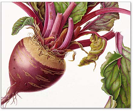 [t-beetroot1.jpg]