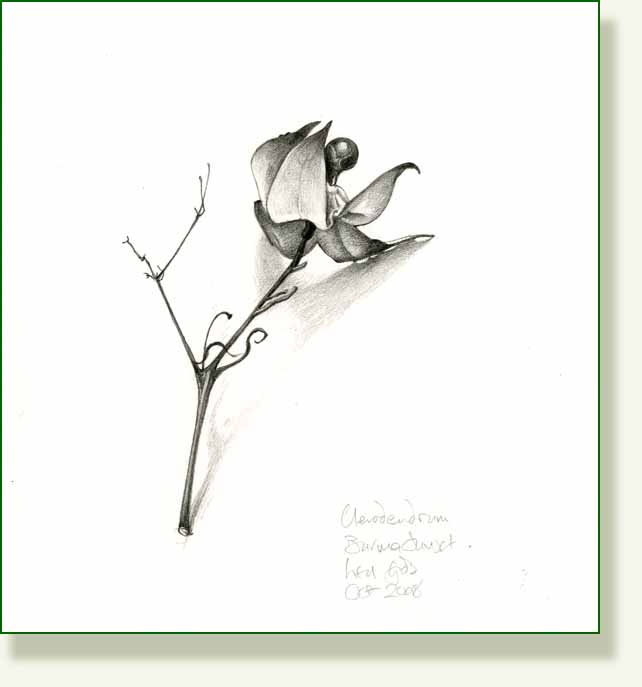 [clerodendron+seed+pod+bw.jpg]