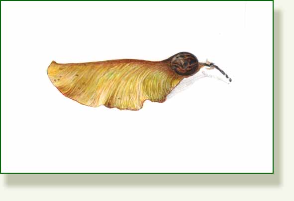 [tipu+tree+pod.jpg]