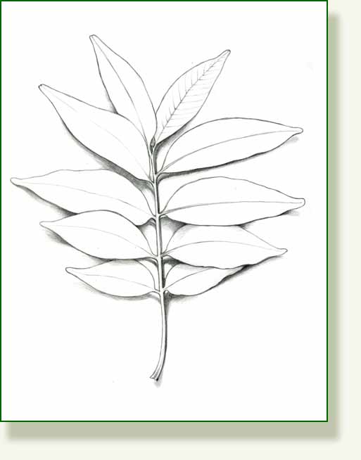 [soapberry+leaf.jpg]