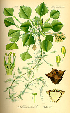 [240px-Illustration_Trapa_natans0.jpg]
