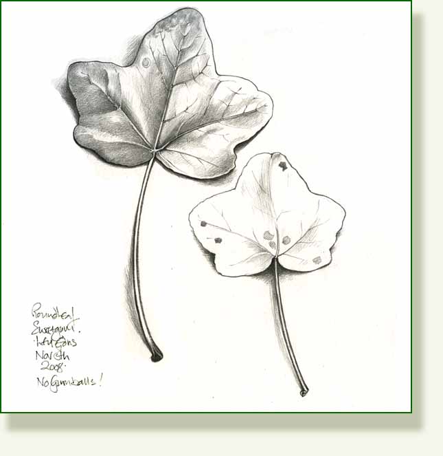 [roundleaf+sweetgum.jpg]
