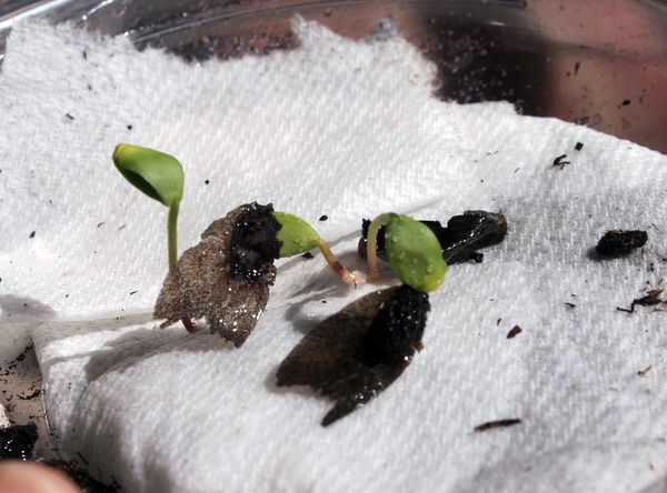 [hakea+seedlings.jpg]