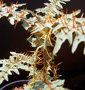 [solanum_pyracanthum_porcupine_tomato.jpg]