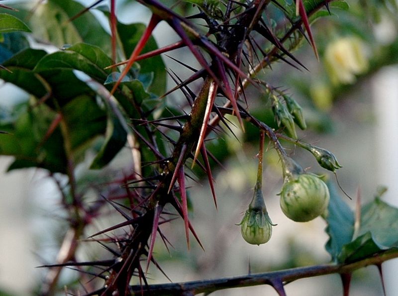 [800px-Solanum_atropurpureum_fruits.jpg]
