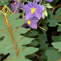 [large%20solanum%20pyrocanthum.jpg]