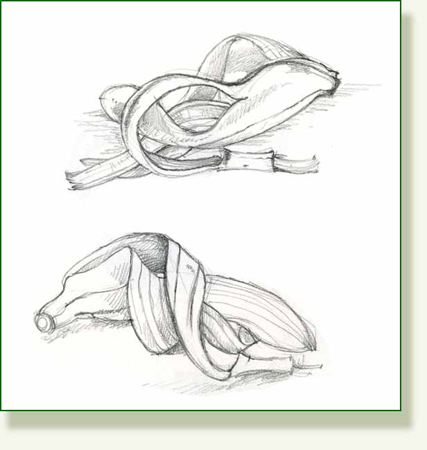 [banana+sketches+2.jpg]