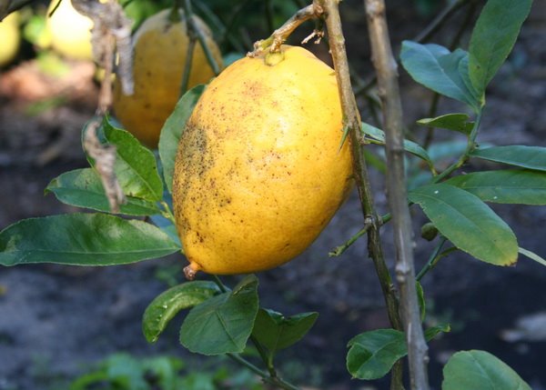 [etrog.jpg]