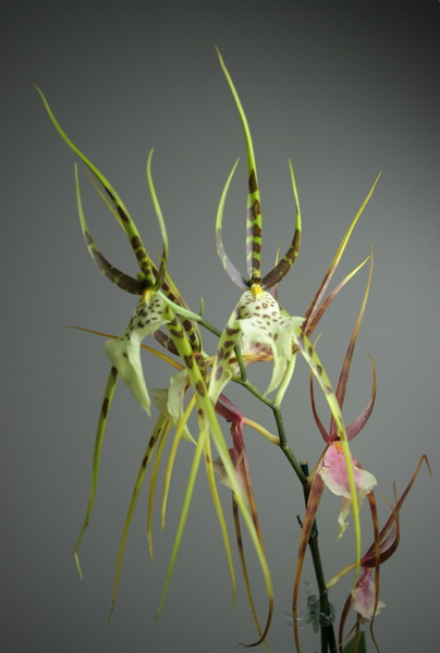 [my+orchid.jpg]