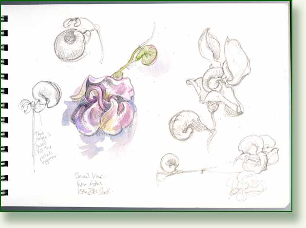 [snail+vine.jpg]