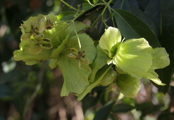 [green+butterfly+vine.jpg]