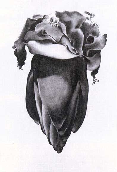[okeeffe,bananaflower.jpg]