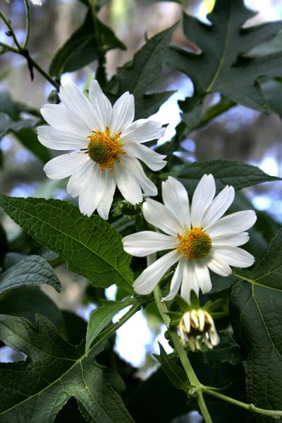 [daisy+bush.jpg]