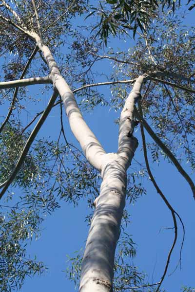 [leon+eucalypt2.jpg]