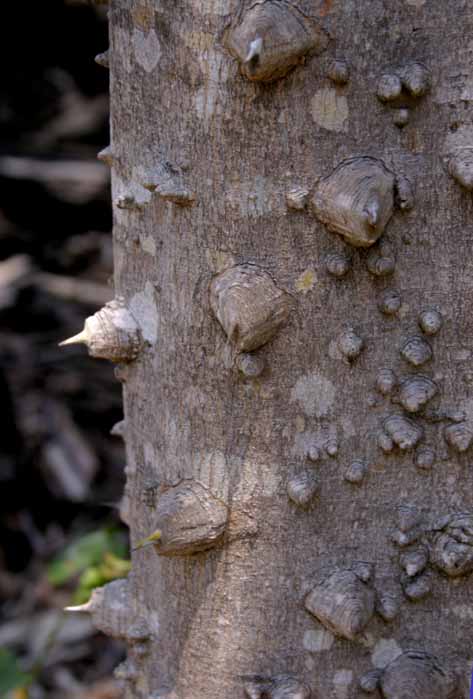 [toothache+tree.jpg]