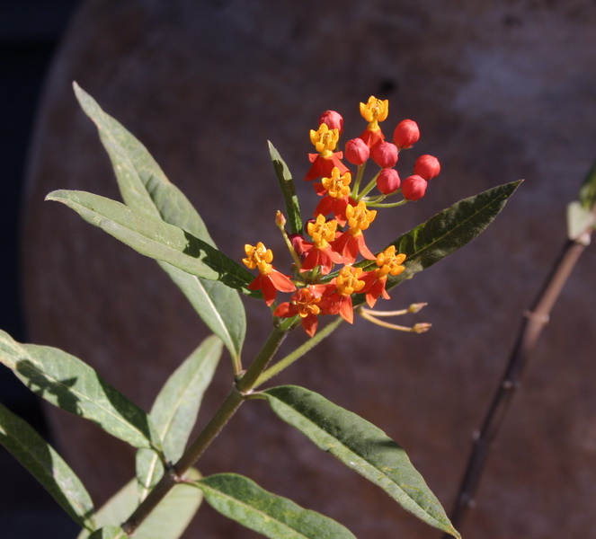 [milkweed.jpg]