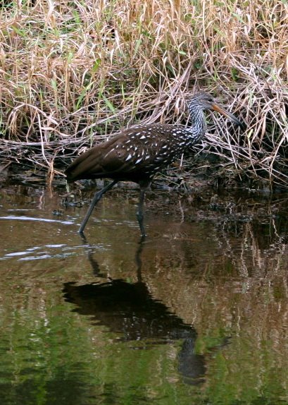 [limpkin2.jpg]