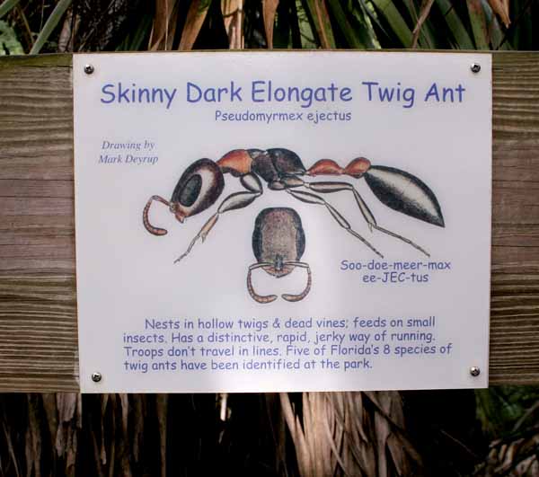 [ant2.jpg]