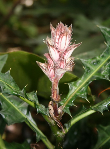 [acanthus+montanus.jpg]