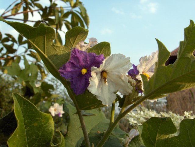 [Thai_eggplant_flowers-KayEss-2.jpg]
