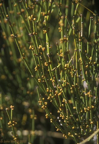 [ephedra23850s.jpg]