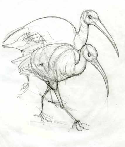 [ibis12jpg.jpg]