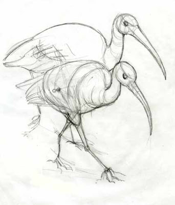 ibis drawing
