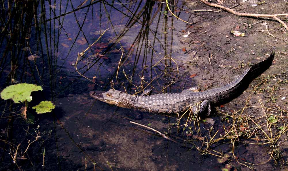 [alligator.jpg]