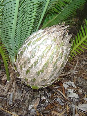 [dioon_edule_female_cone_large.jpg]