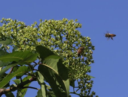 [bees+toothache+tree.jpg]
