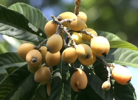 [loquat.jpg]
