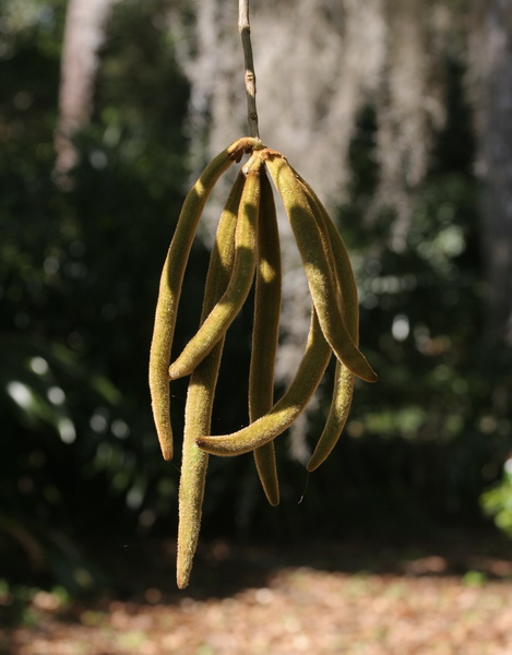 [tabebuia+pod.jpg]