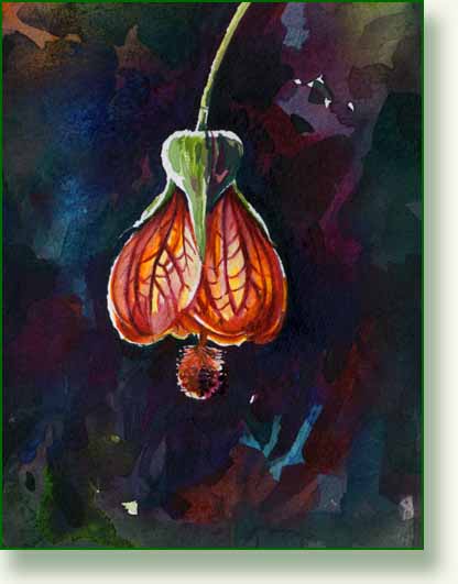[abutilon.jpg]