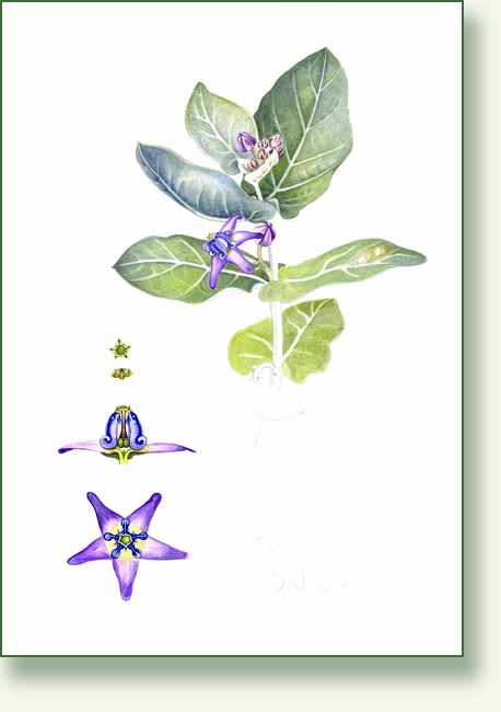 [crown+flower.jpg]