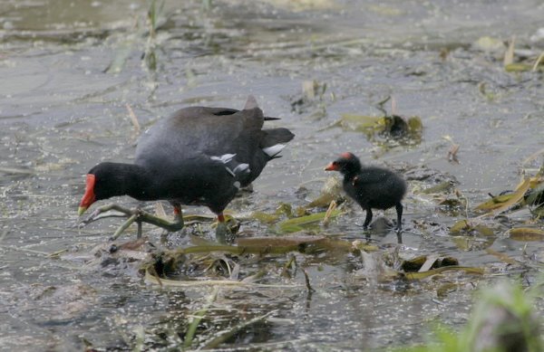 [moorhen+1.jpg]