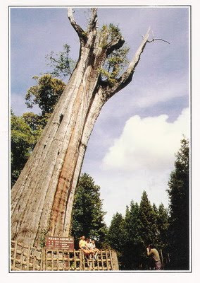 台灣風景: 阿里山神木(郵政)_Alishan Divine Tree