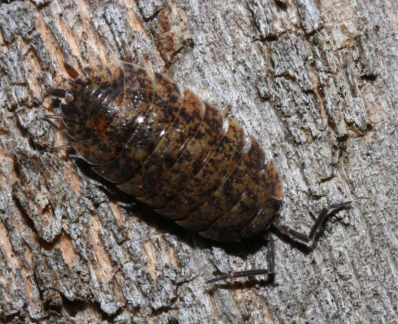 Asseln Im Garten Naturwunder: Asseln