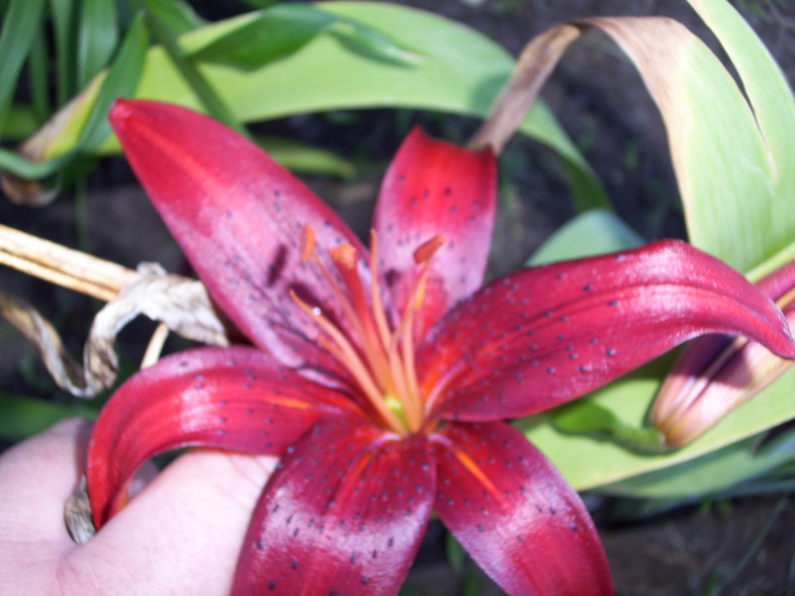 The Eclectic Scientist! Tiger Lilies and what's this flower (again)