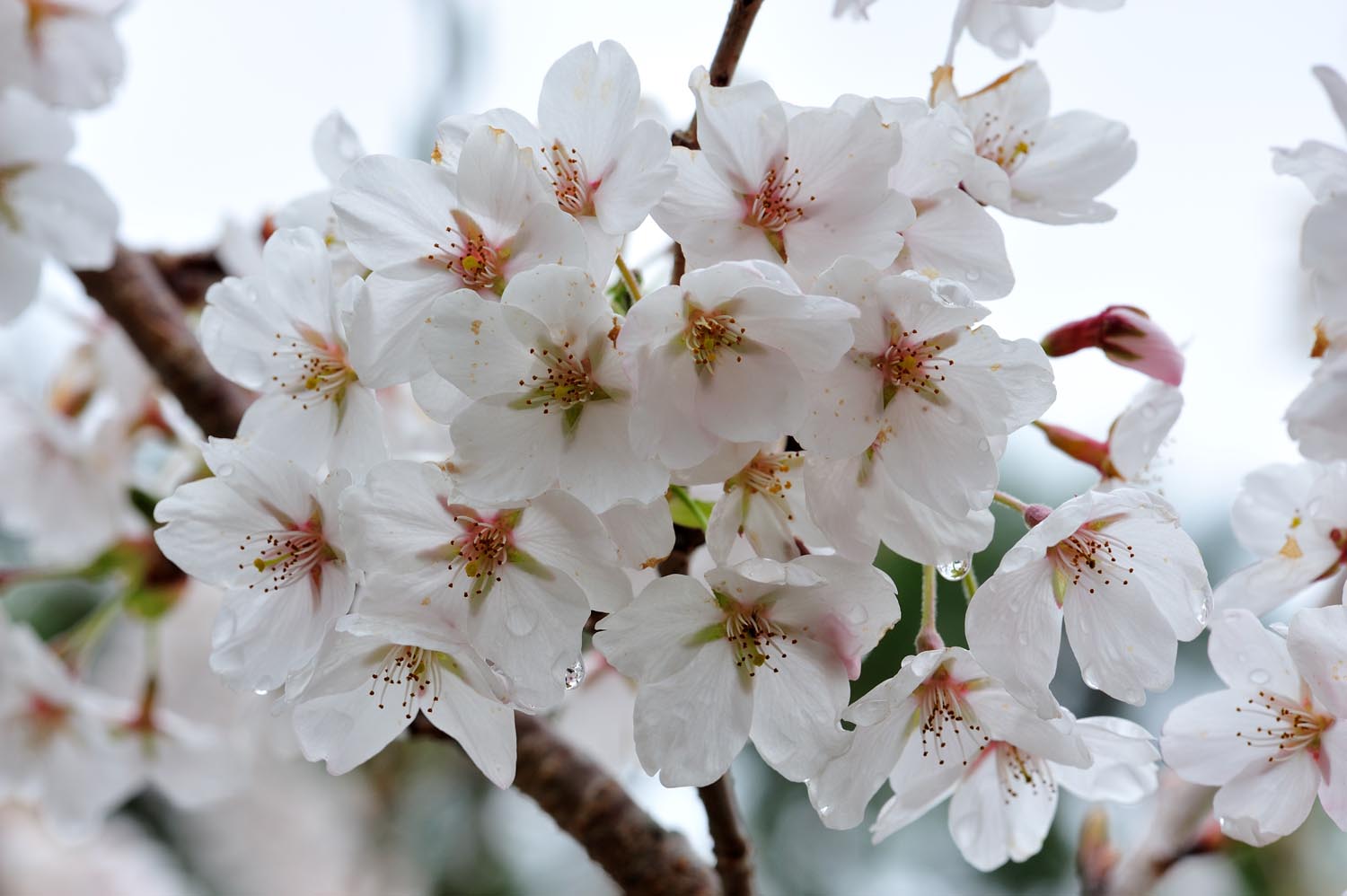 The Amazing Life: Today's Flowers #90: Yoshino Cherry Blossom