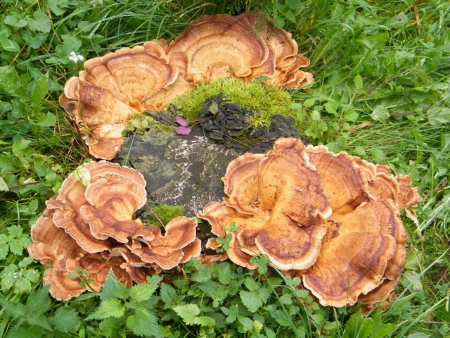 DŘEVOKAZNÉ HOUBY Meripilus giganteus (Pers.) P. Karst. (trsnatec obrovský)